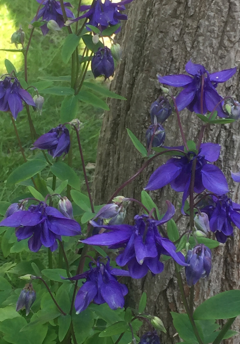 18. akelei columbine purple