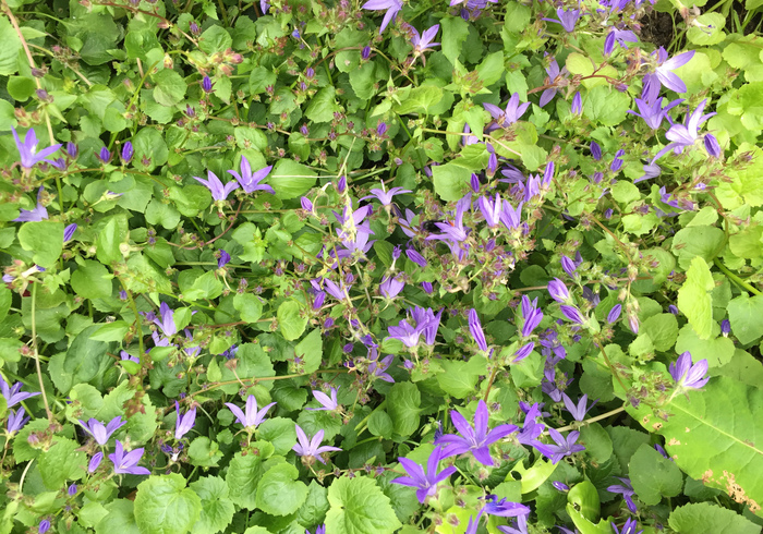 Campanula