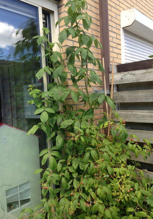 Moestuin 07