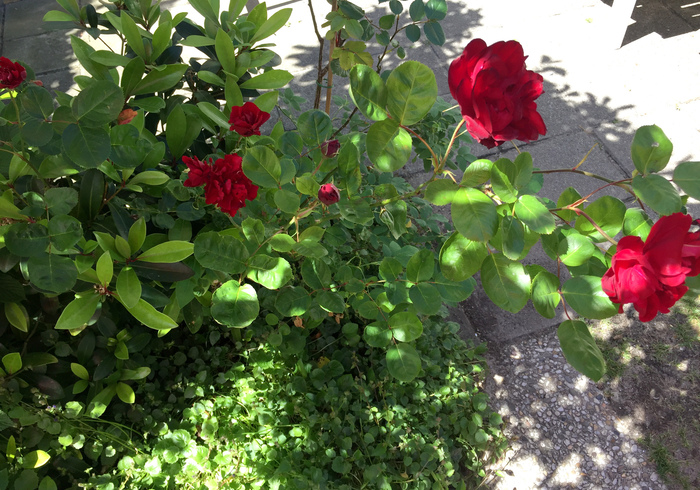 Red roses rode rozenll