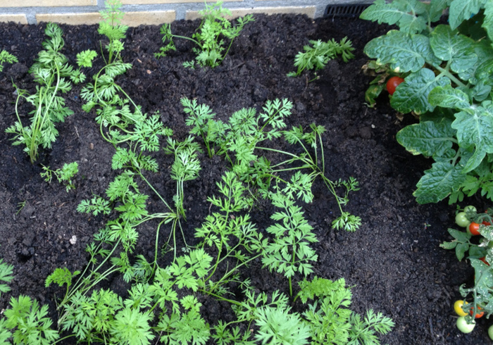 Moestuin 09