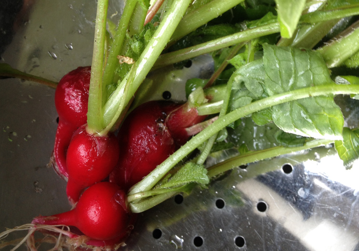 Radish 03