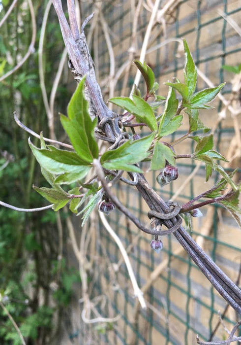 Clematis