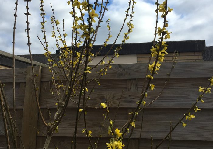 Forsythia