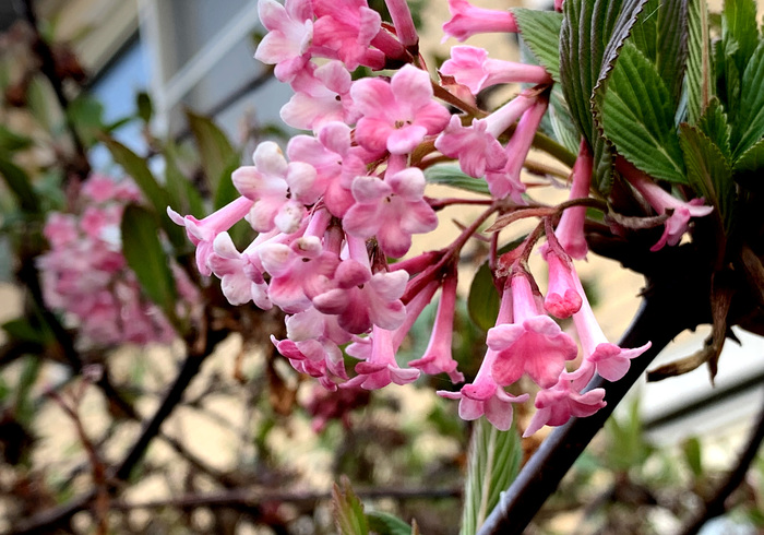 14. winter viburnum%28x bodnantense%29