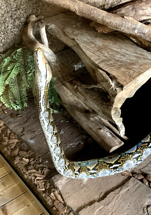Reptielenhuis de aarde 22