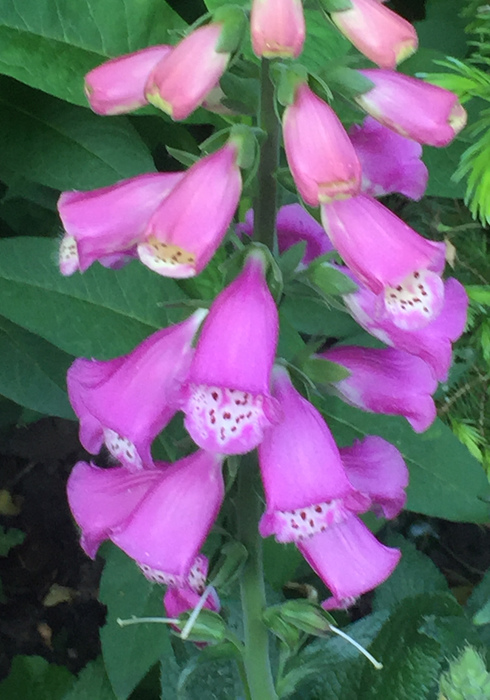 19. digitalis