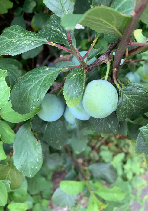 Fruitoogst 05