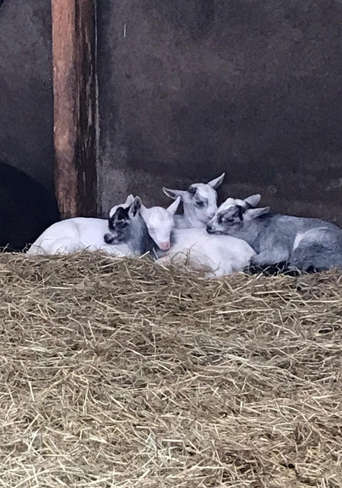 Boerderij schieveen 16