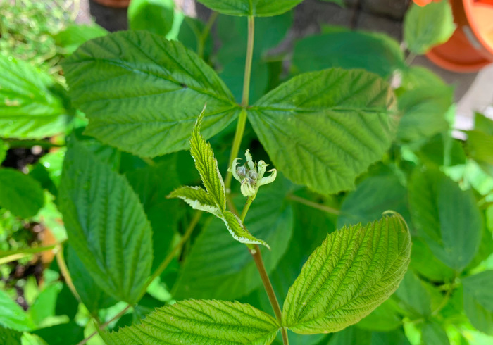 Onze moestuin sidepic