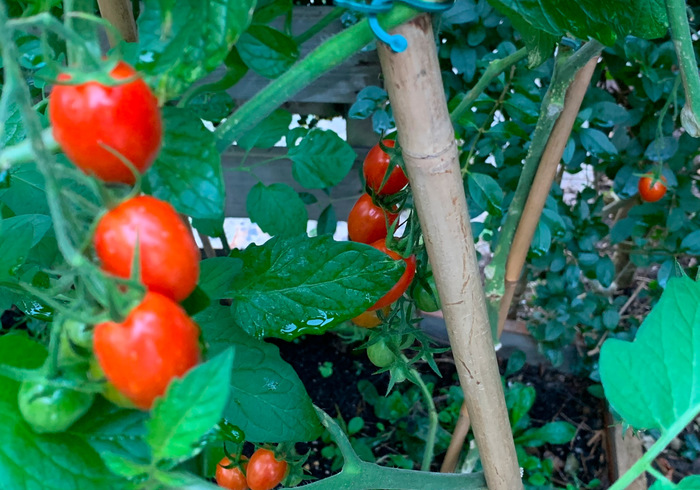 Tomaten 05