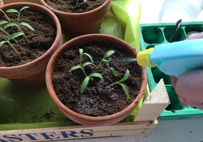 Tomato plants 14