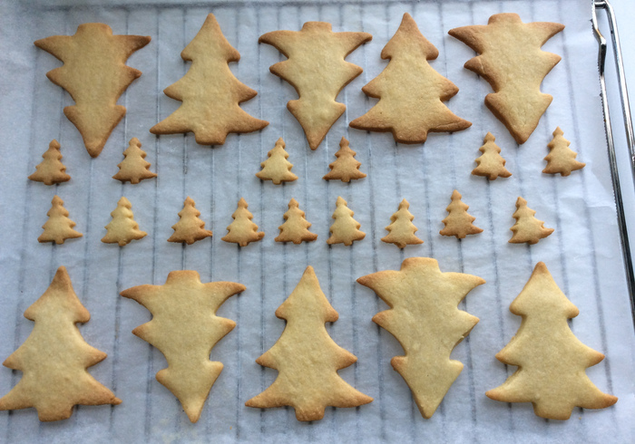 Christmas trees 11