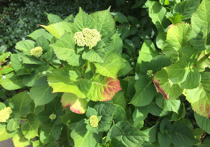 Hortensia