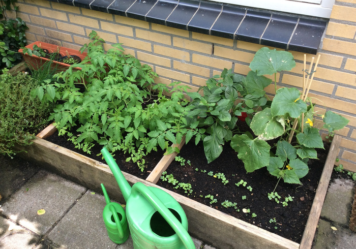 Redo kitchen garden 14