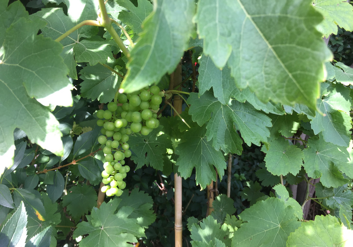 Druiven grapes 02