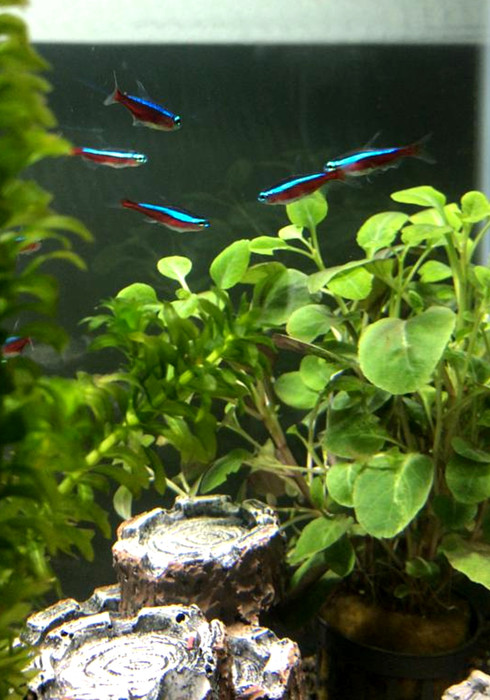 Aquarium puk 02