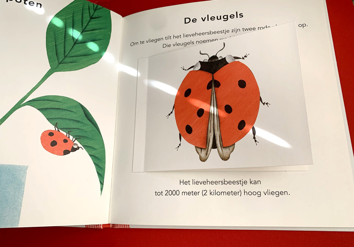 Het lieveheersbeestje 02