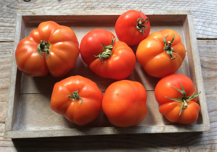 Tomato harvest!