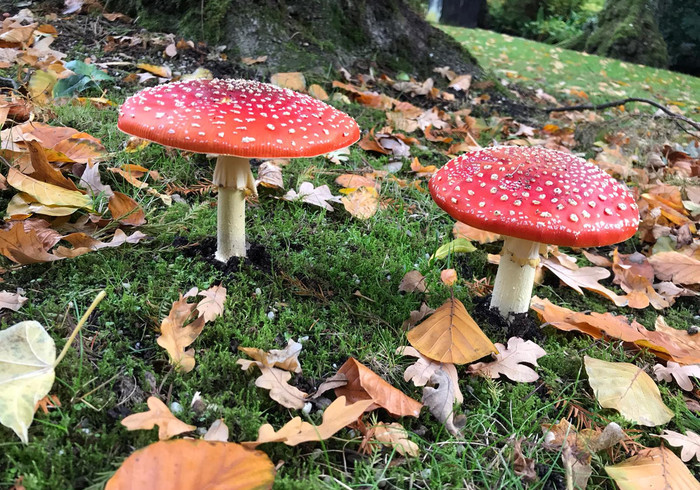 Arboretum Trompenburg Rotterdam