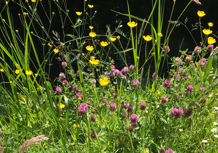 We drogen wilde bloemen