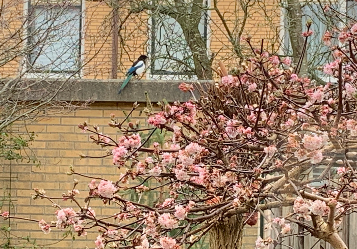 Wintervogels