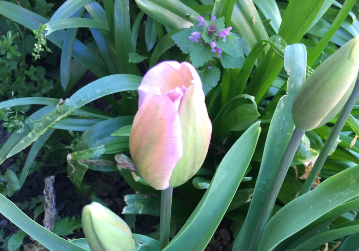 Onze tuin 