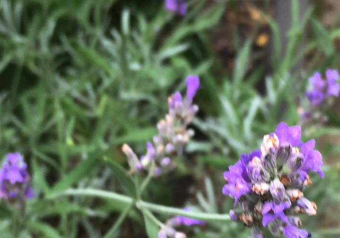 We naaien een Lavendel geurzakje