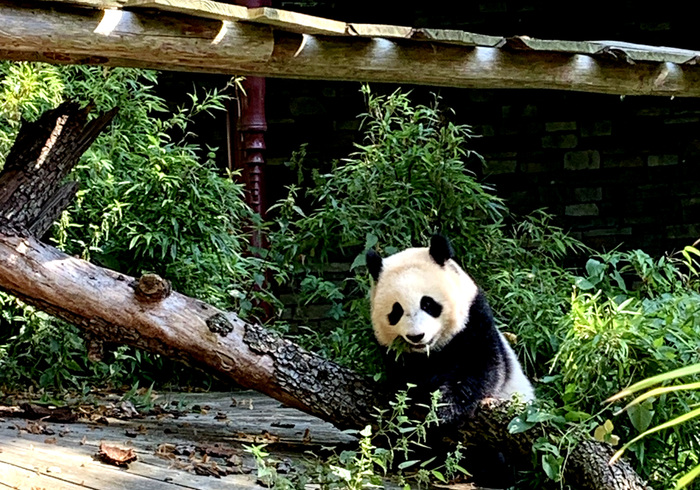 Er wonen reuzenpanda's
