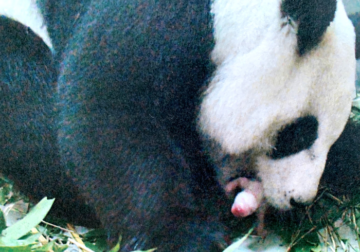 There's a celabration in Taipei Zoo