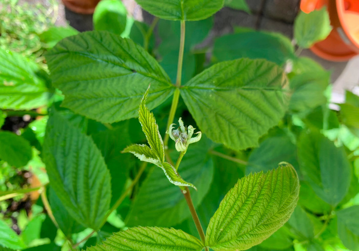 Een kijkje in onze moestuin