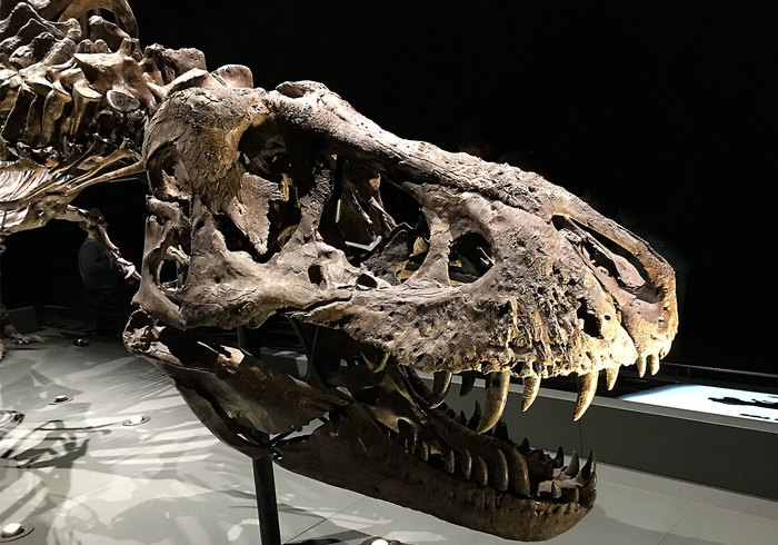 We gaan naar Naturalis