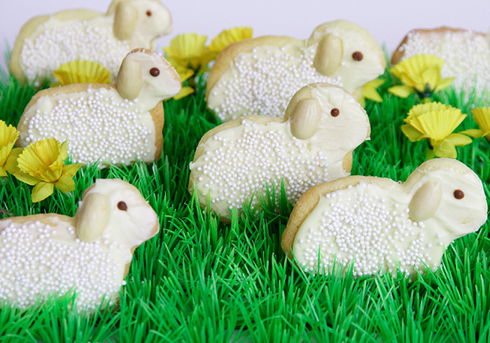 Bake sheep biscuits 