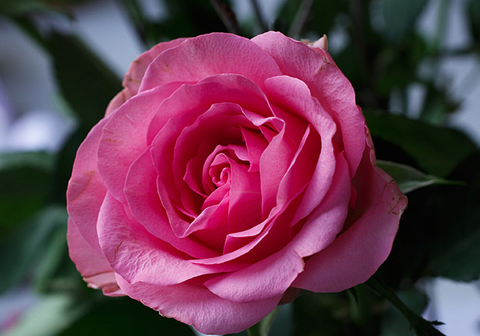 Happy Mother's Day!
