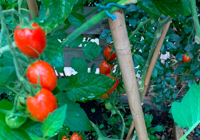 We oogsten veel tomaten