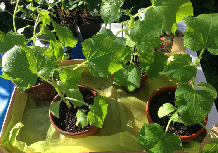 We repot the cucumber seedlings