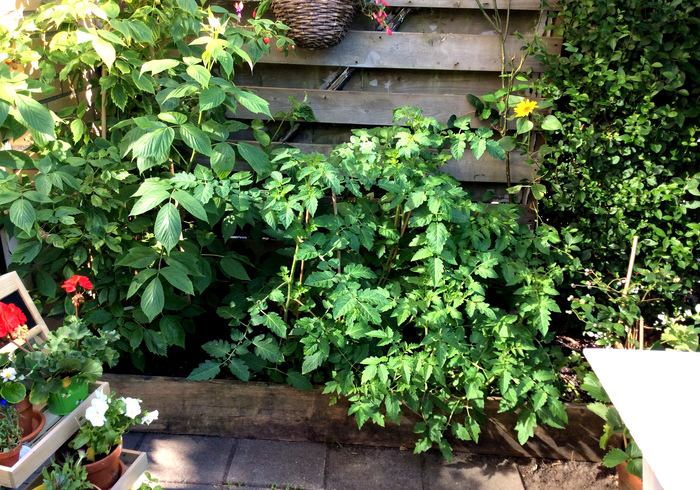 Snazzie's moestuin 