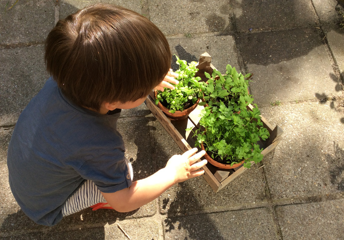 Our vegetable garden