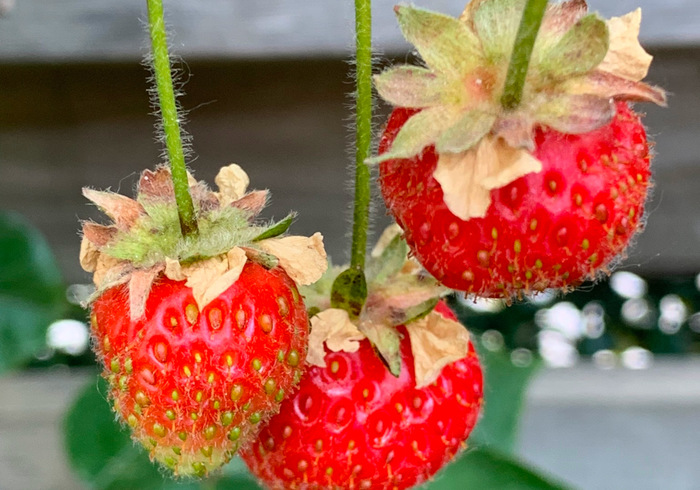 Een moestuintje
