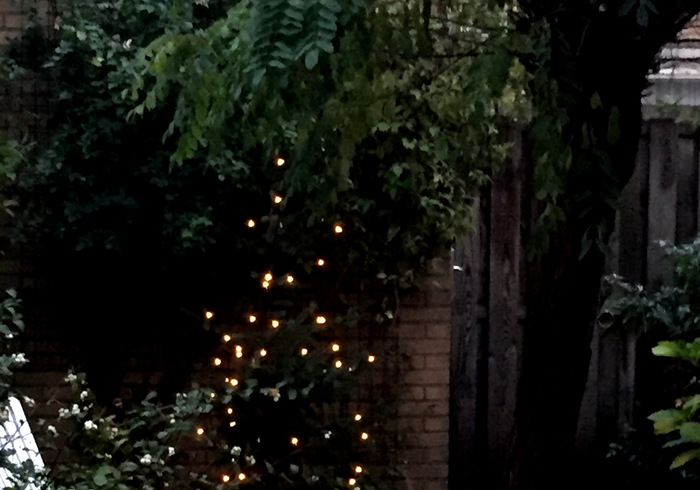 De december-tuin