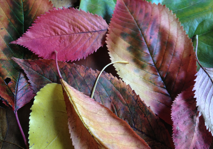Herfstblaadjes drogen 