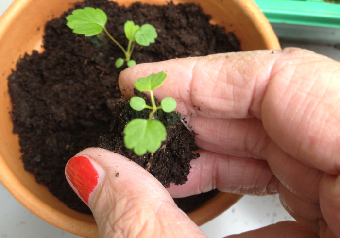 Hoe is het met de aardbeien?