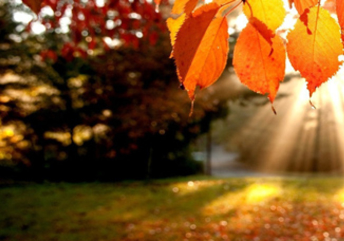 Herfstschatten zoeken