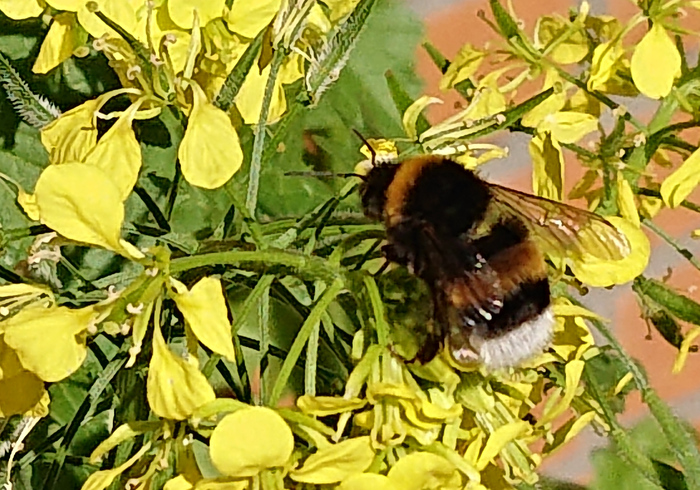 Help the Polinators, feed de Bees!