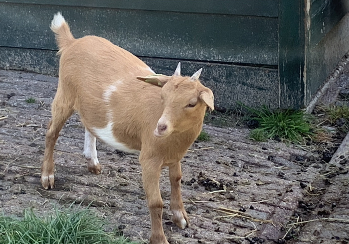 Kinderboerderij De Kraal