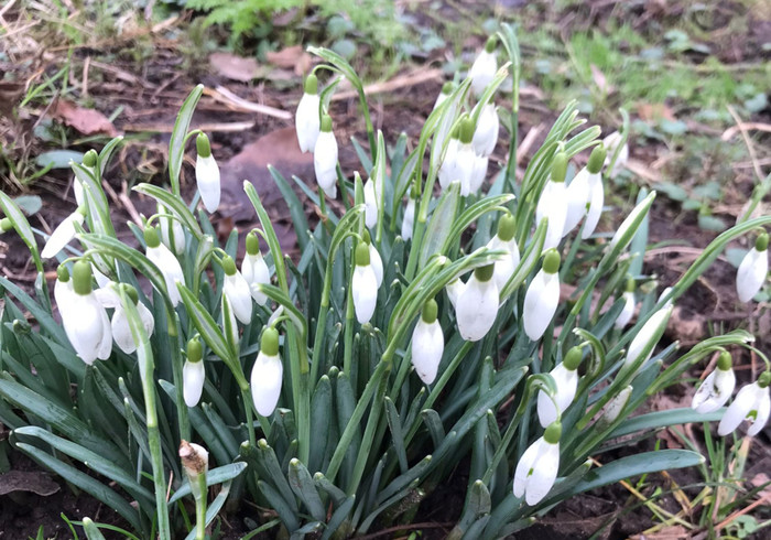 De wintertuin