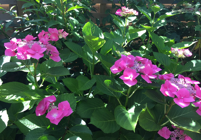 De tuin in augustus
