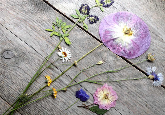 Wilde bloemen drogen